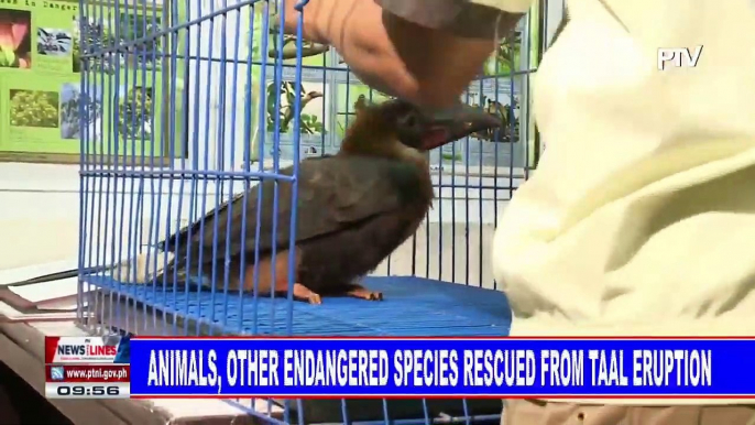 Animals, other endangered species rescued from Taal eruption