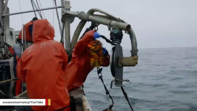 Pacific Ocean Has Become So Acidic Shells Of Dungeness Crabs Are Dissolving