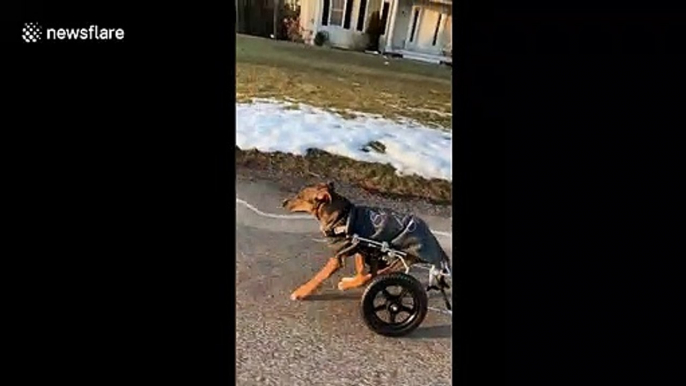 Disabled foster dog who suffers from spine problems learns to walk in wheelchair after having acid poured on him