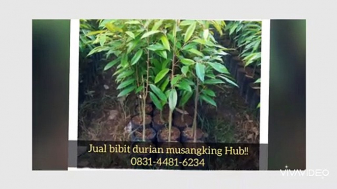 Jual Bibit Durian Musangking Cipari Cilacap |0831-4481-6234