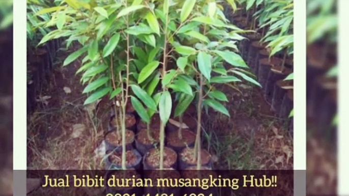 Jual Bibit Durian Musangking Gandrungmangu Cilacap |0831-4481-6234