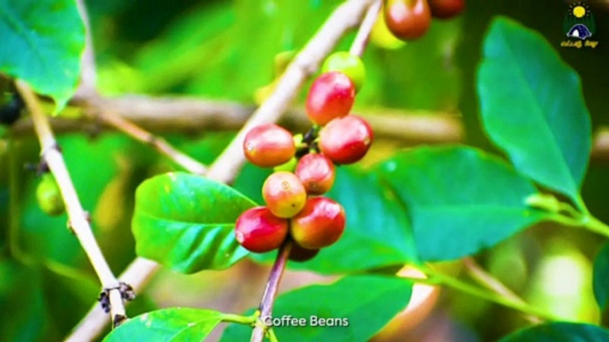 Hand Made Coconut Milk Coffee | Coffee Recipes |  How to make coffee | Keto Diet