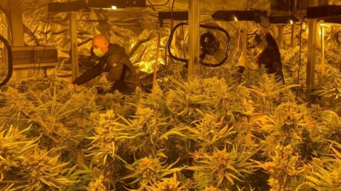 Pomezia (RM) - Maxi piantagione di marijuana in un capannone: 5 arresti (25.05.21)