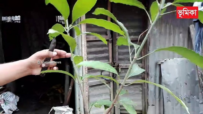 mango grafting techniques | mango grafting root