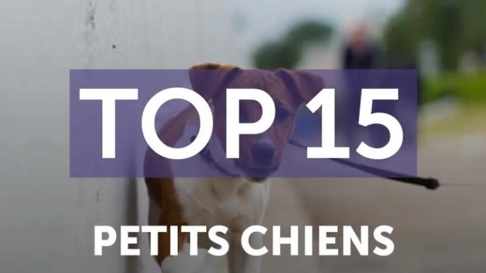 15 petits chiens