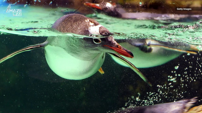 Hear Penguins' Underwater Sounds in First-Ever Recordings