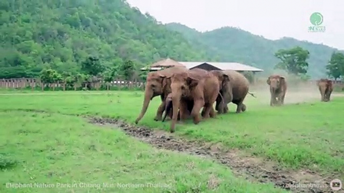 La manada de elefantes que acogió a una cría huérfana