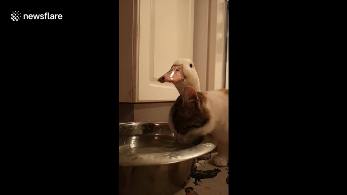 Sharing is caring for this duo, duck and cat drink water together in Canada