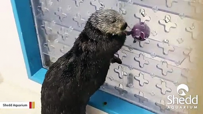 Watch: Determined Otter Solves Puzzle To Get Reward