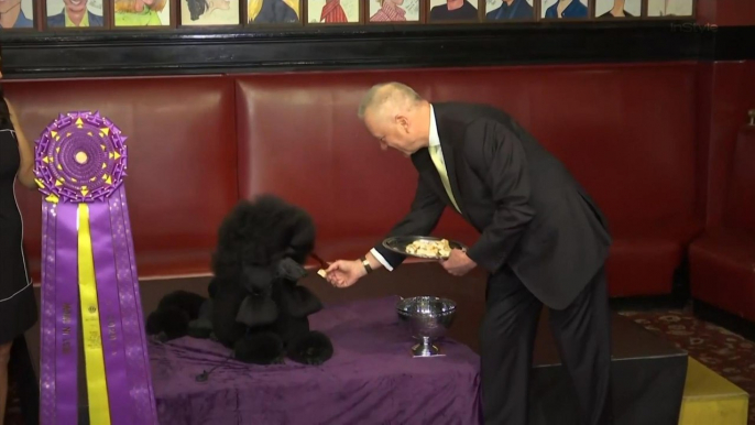 Westminster Kennel Club Dog Show, Best In Show winner, Siba the Poodle