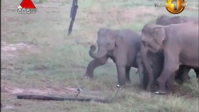 group of elephants passing a broken electric fence