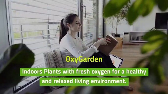 Indoor Plants for Air Purification