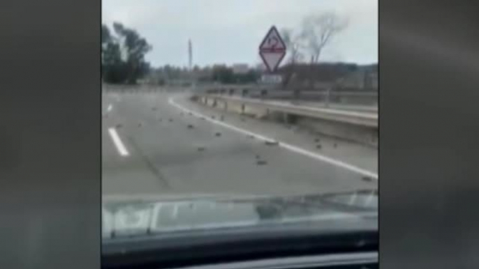 Aparecen decenas de pájaros muertos en los aledaños de la petroquímica de Tarragona