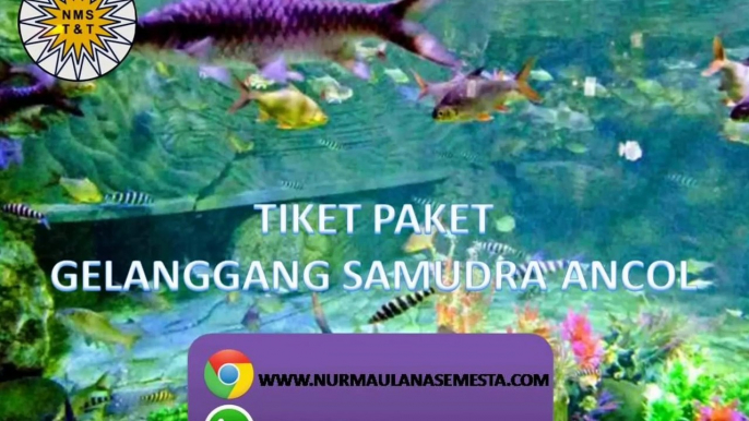 Tlp. 0815-6110-900, Paket Gelanggang Samudra Ancol Bandung