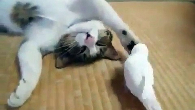 Cute White Parrot Playing with a Cat // Cuteness overloaded // Nature is Amazing