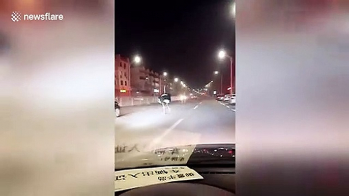 Ostrich runs along busy road after strong winds blew over its shed in China