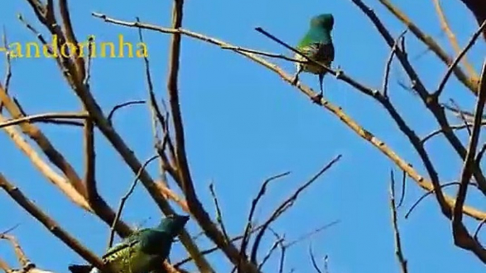 Exotic Birds, Birds of the Brazilian fauna, Birdsong, Brazilian Birds