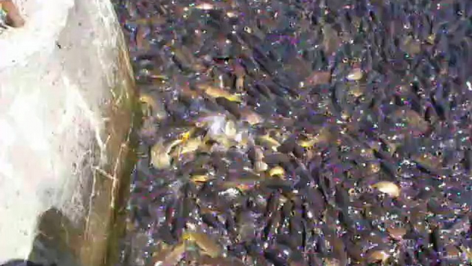 Des milliers de poissons se retrouvent piégés dans ce lac