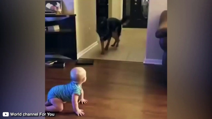 Le bébé veut faire un câlin à un berger allemand, mais ça ne va pas se passer comme prévu !