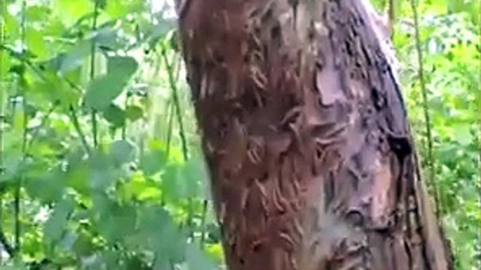 Un arbre est colonisé par des vers effectuant des mouvements synchronisés pour se protéger contre les oiseaux.