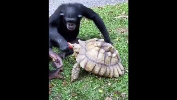 Ce singe adorable partage son repas avec une tortue