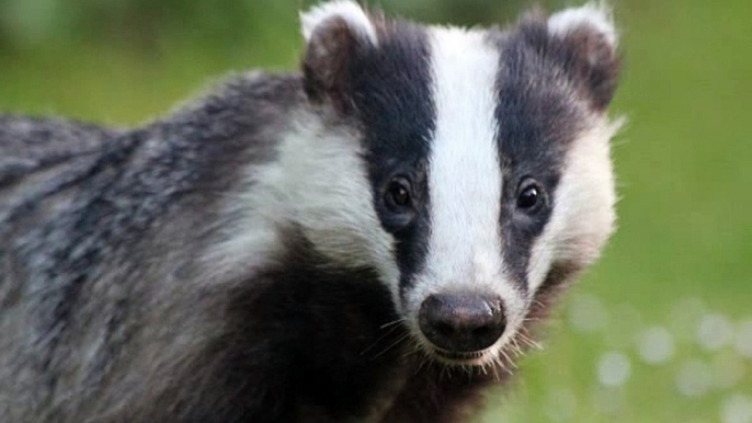 TalkRadio with Matthew Wright 5Mar20 - discussing the UK government decision to wind down intensive badger culling