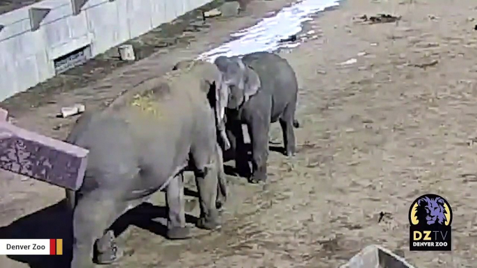 50-Year-Old Elephant Kneels To Interact With Smaller Elephant In Moving Video