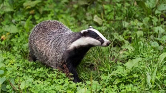 BBC Radio 4_ Farming Today 6Mar20 - the phasing out of the badger cull