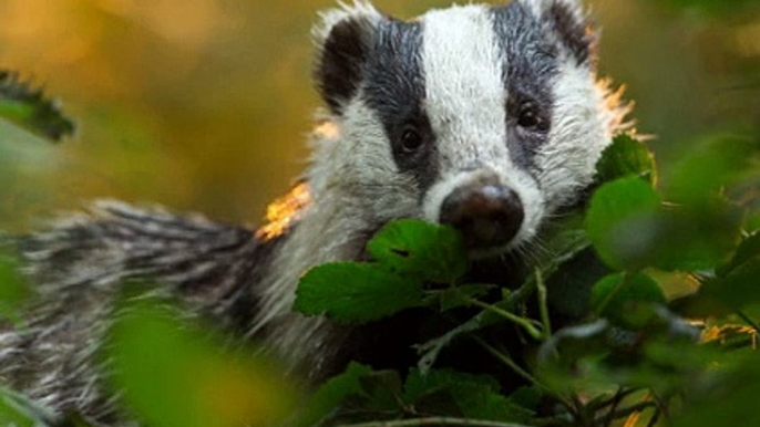 BBC Radio 4_ Farming Today 7Mar20 - the  badger cull