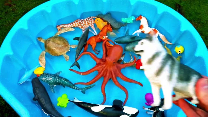 Learn Colors For Kids With Wild Animals And Sharks In Blue Water Tub Toys For Kids