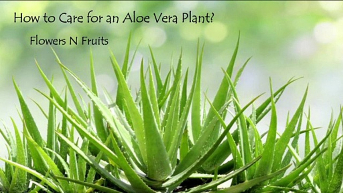 How to Care for an Aloe Vera Plant