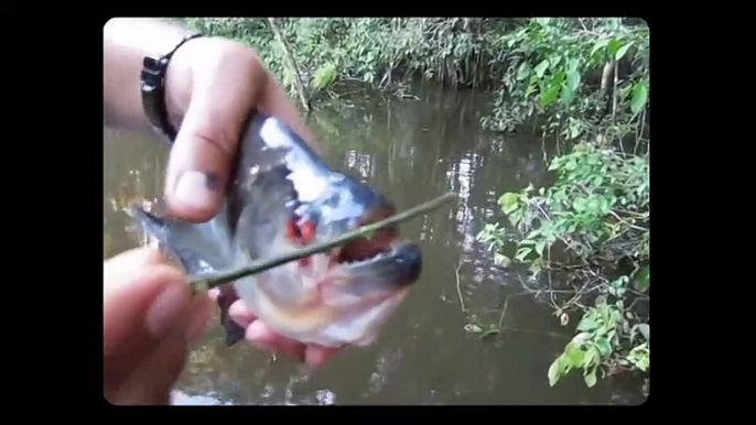 Piranha et Puffer Fish : 2 poissons aux mâchoires les plus puissantes du monde