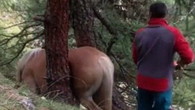 Il découvre un cheval coincé entre 2 arbres