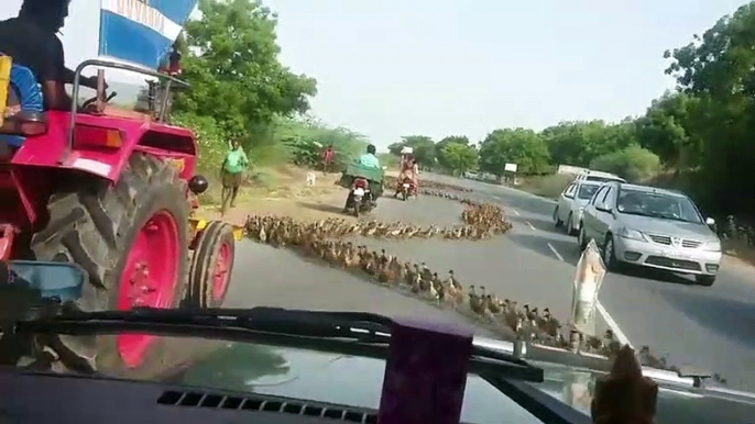 Des milliers de petits canards traversent la route