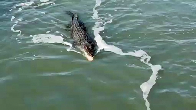 Face à face entre un crocodile et un requin qui veulent manger le même poisson