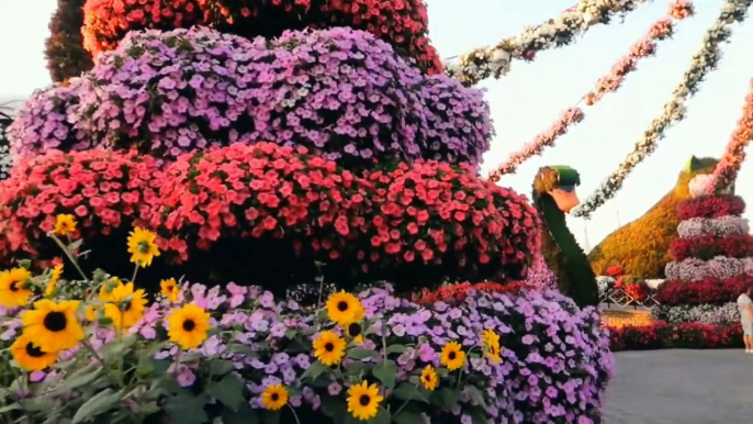 Miracle garden dubai part 1 world Record Beautiful Collection of Flowers Miracle garden