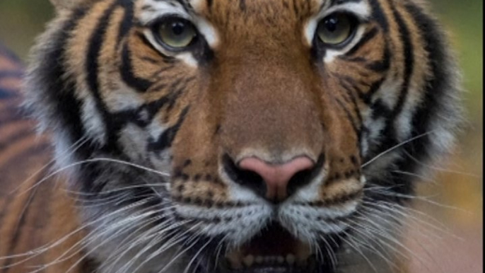 Coronavirus : Un tigre d'un zoo de New York testé positif