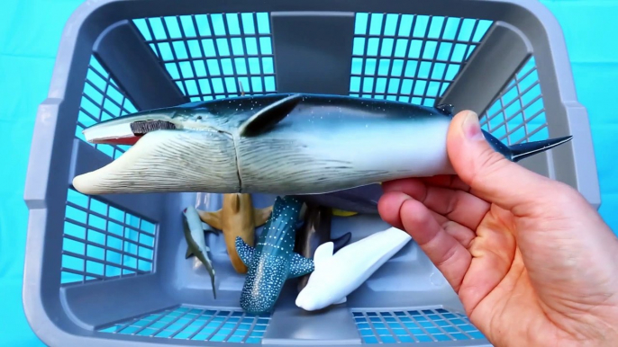 alioop - Learn all about Sea animals Learn Sea Animal Names Fun Facts with Shark Toys Whale Toys for Kids