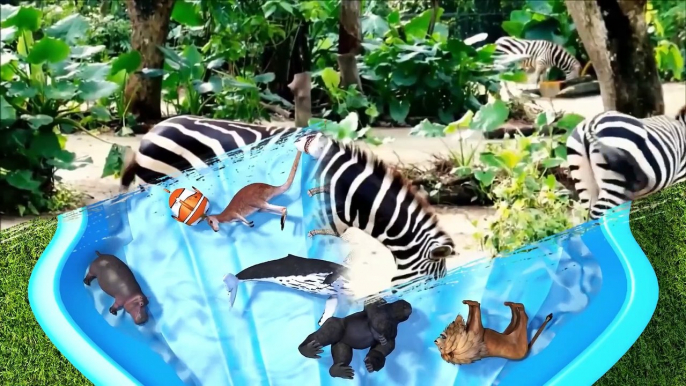 Learn Colors with Zoo Wild Animals on Water Slide Surprise Egg Toys for Kids Children