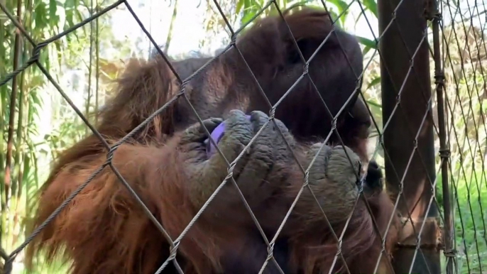 Chilean zoo animals hunt Easter eggs