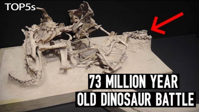 5 Most Amazing and Unbelievable Fossils Ever Unearthed