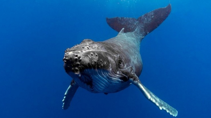 « Je ne chasserai plus jamais les baleines, je m'arrête pour de bon » : la chasse à la baleine en Islande annulée en 2020