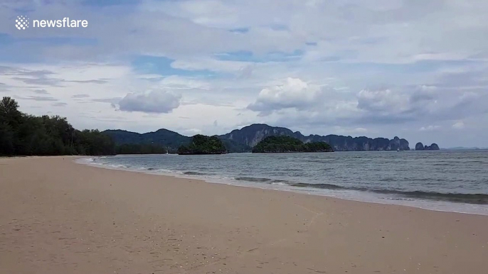 Thousands of starfish gather on Thai beach deserted due to coronavirus lockdown