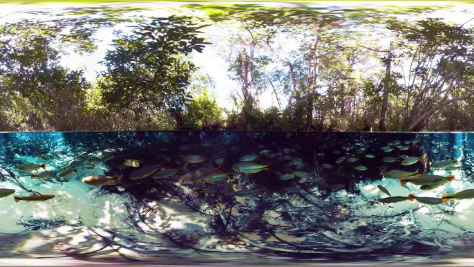 Predators Swim In The Super-Clear Waters Of South Brazil _ VR 360 _ Seven Worlds