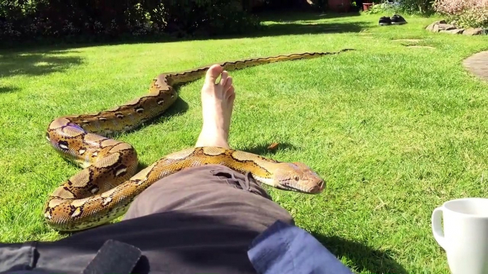 Les joies de bronzer dans le jardin avec son python de 7m