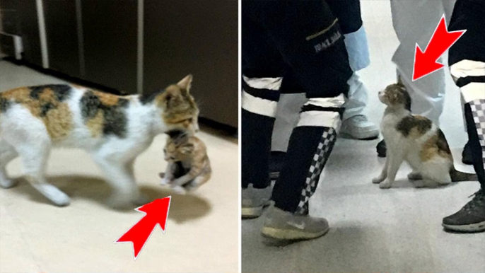 Cat takes its sick kitten to hospital - Viral Video