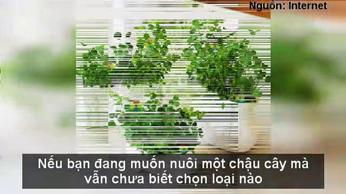 NHỮNG LOẠI CÂY CHỈ CẦN CÓ NƯỚC LÀ SỐNG, TRỒNG TRONG NHÀ GIÚP HÚT KHÍ ĐỘC - LỢI PHONG THỦY