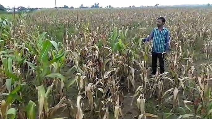 Crop, fields, rain, waste, maize, suture, farmers, compensation, demand, Kamal Nath, MP government, Vaada Khilafi, Pappu, Congress, Rahul Gandhi, Modi