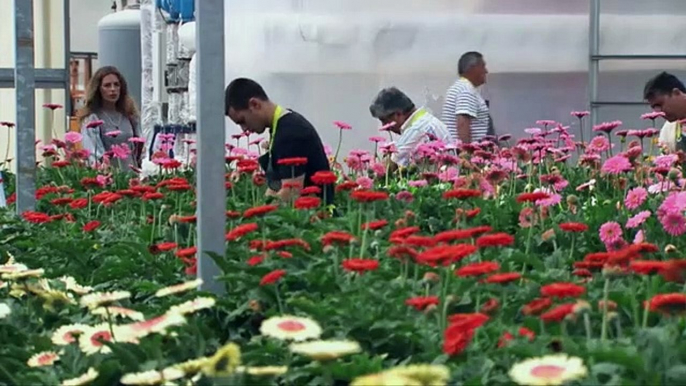 Reina de las flores Capitulo 39 Completo Reina de las flores Capitulo 39 Completo Reina de las flores Capitulo 39 Completo