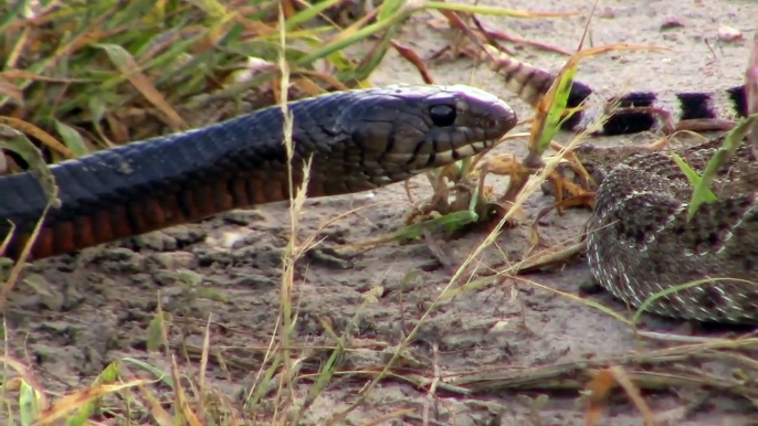 world's most dangerous animals | most dangerous animals